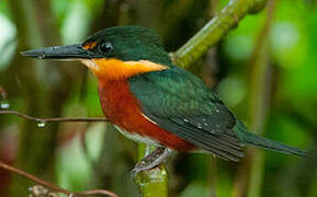 American Pygmy Kingfisher