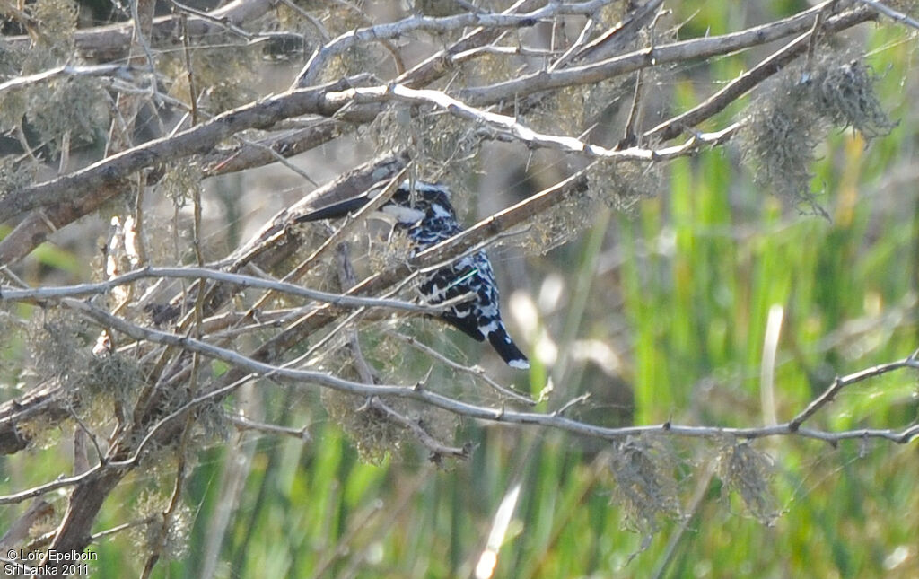 Pied Kingfisher