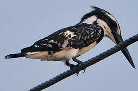 Pied Kingfisher