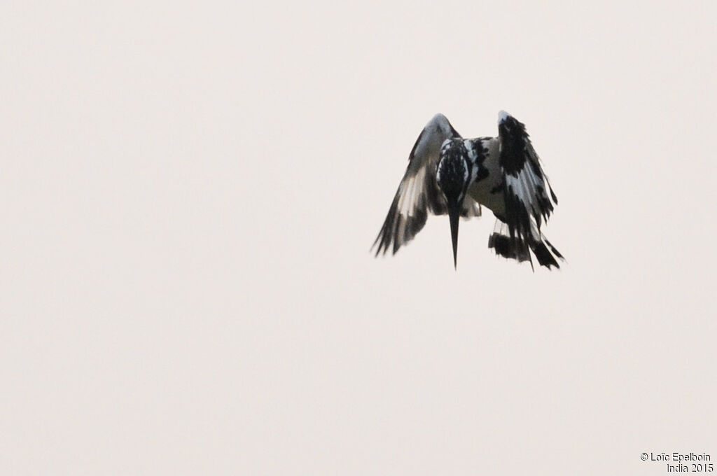 Pied Kingfisher