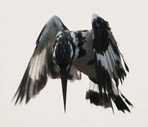 Pied Kingfisher