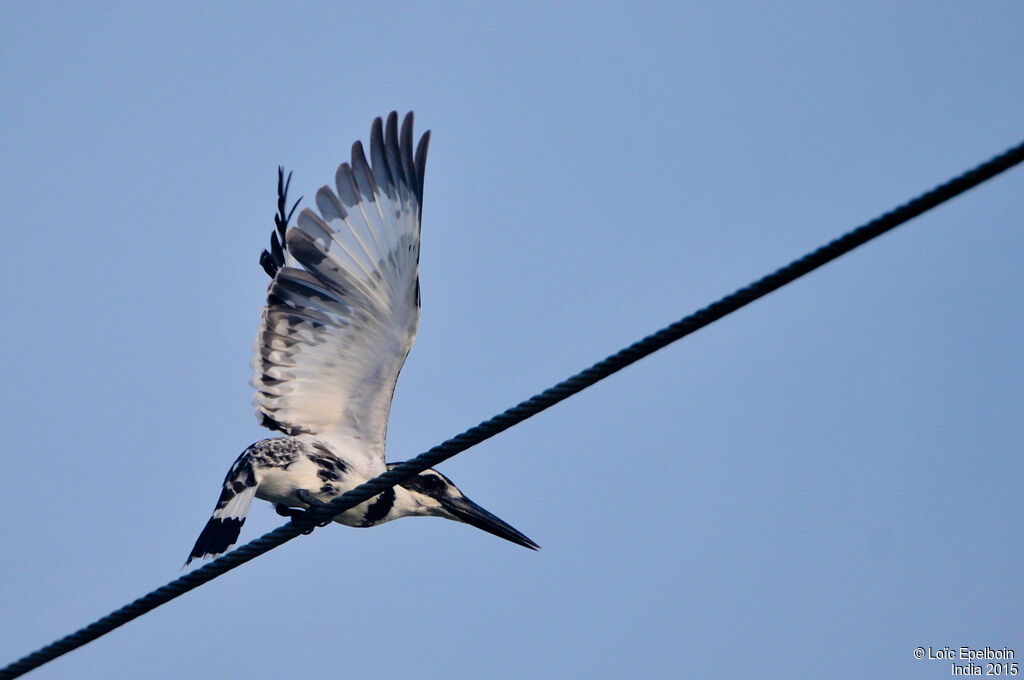 Pied Kingfisher