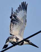 Pied Kingfisher