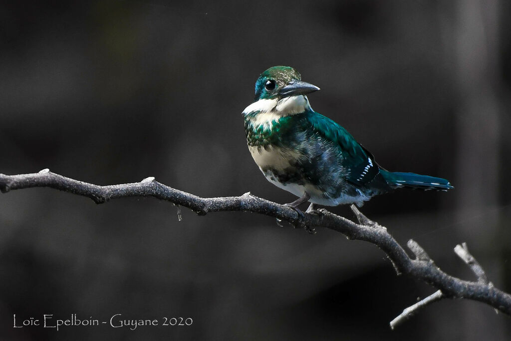 Green Kingfisher