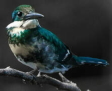 Green Kingfisher