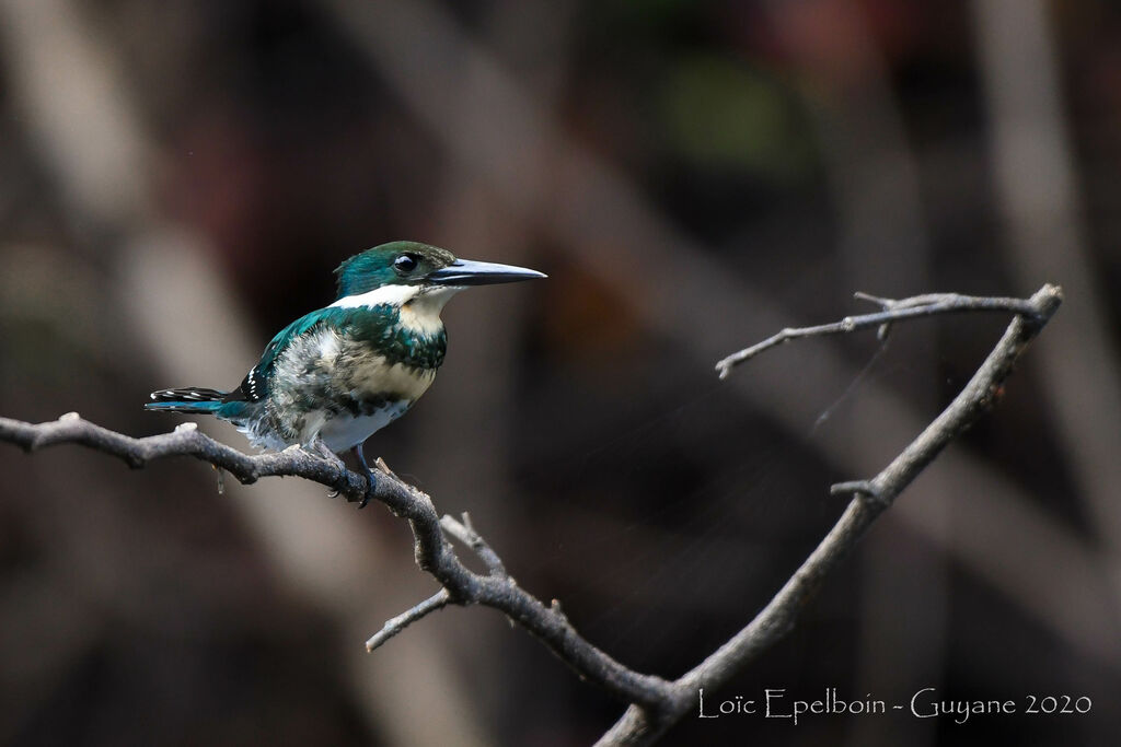 Green Kingfisher