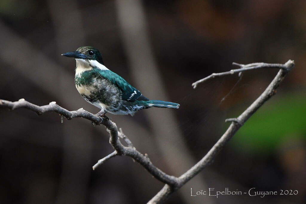 Green Kingfisher