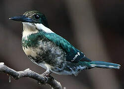 Green Kingfisher