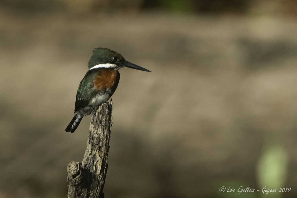 Green Kingfisher