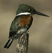 Green Kingfisher