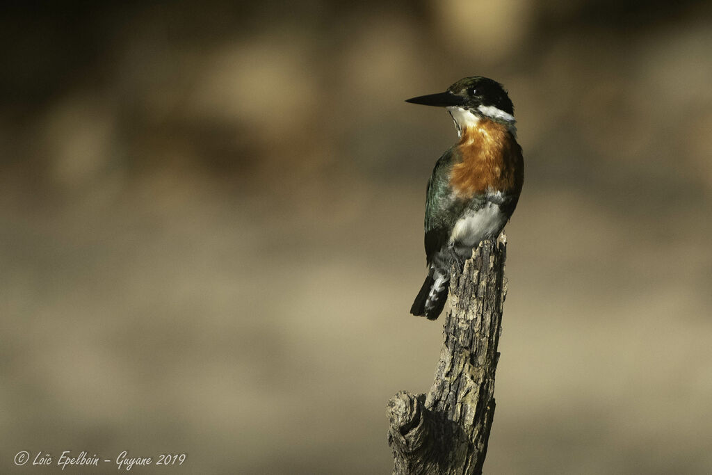 Green Kingfisher