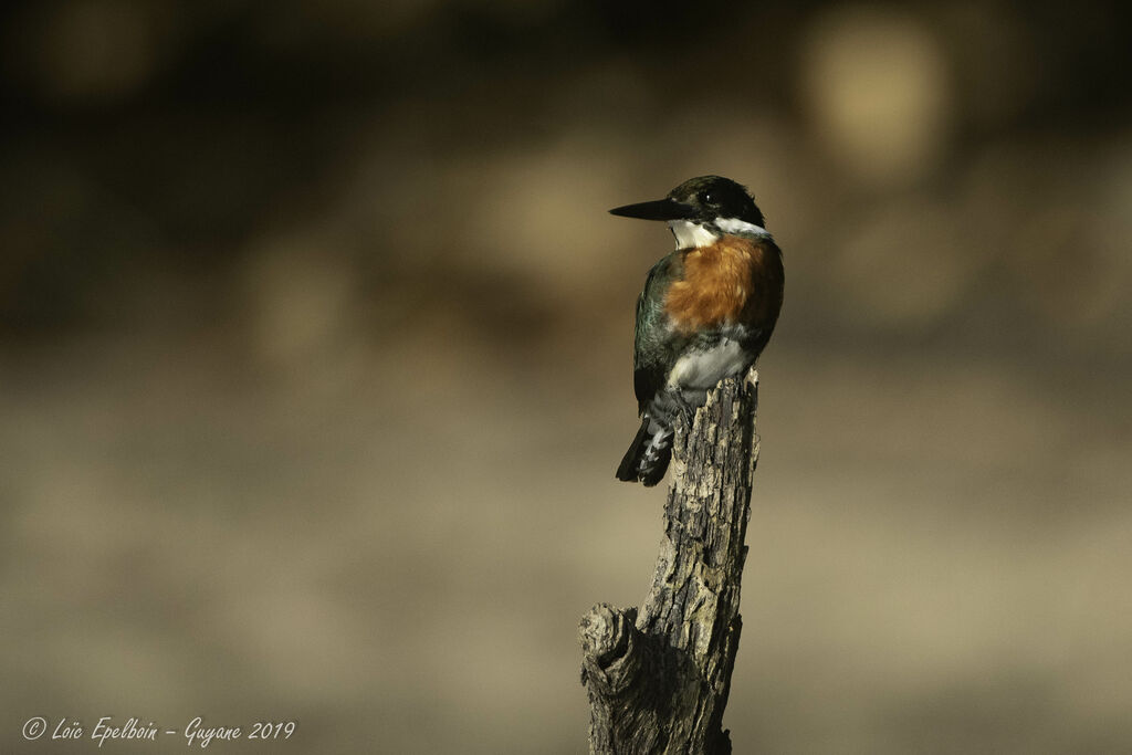 Green Kingfisher