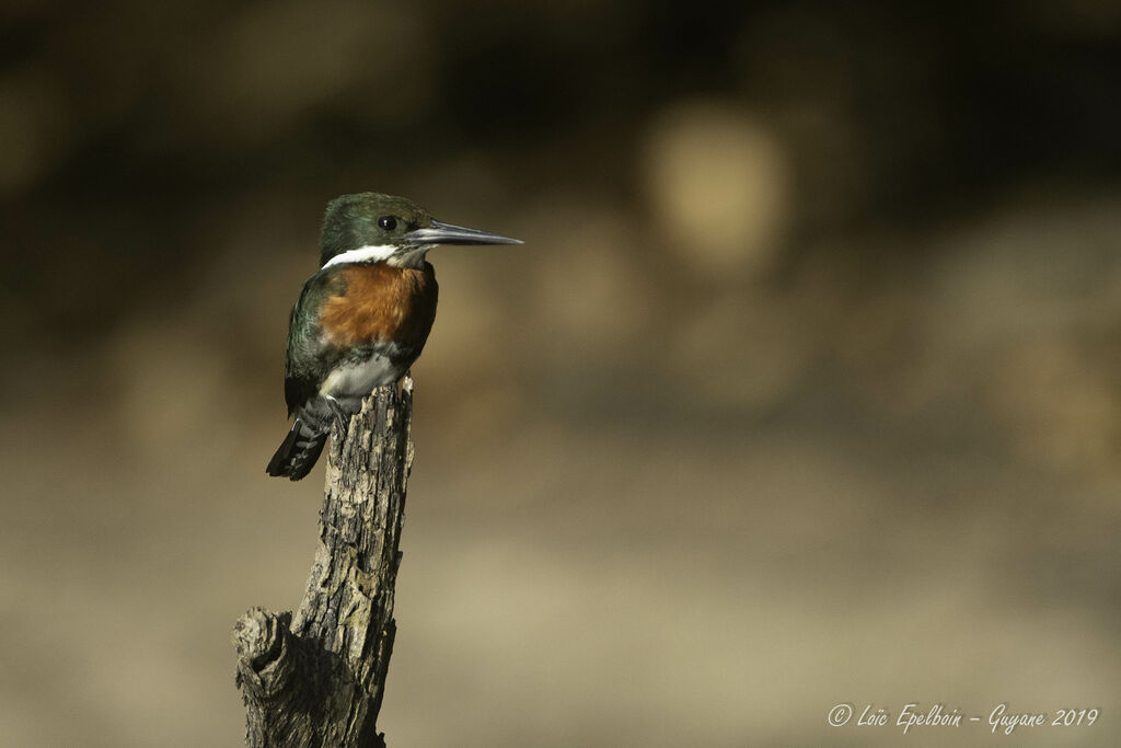 Green Kingfisher