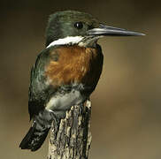 Green Kingfisher