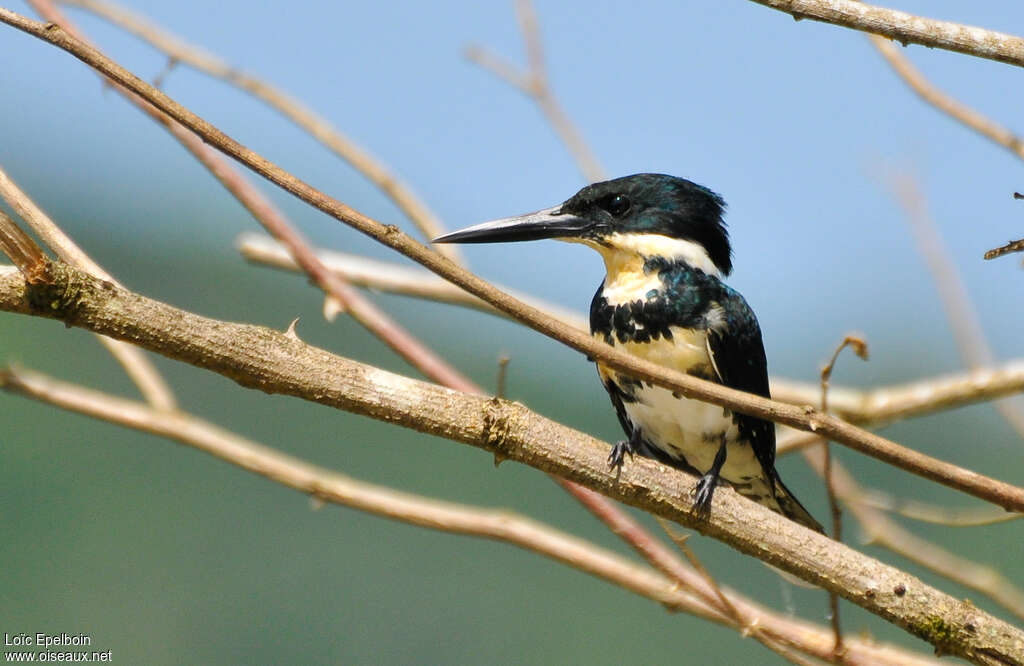 Green Kingfisher female adult, identification