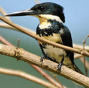 Green Kingfisher