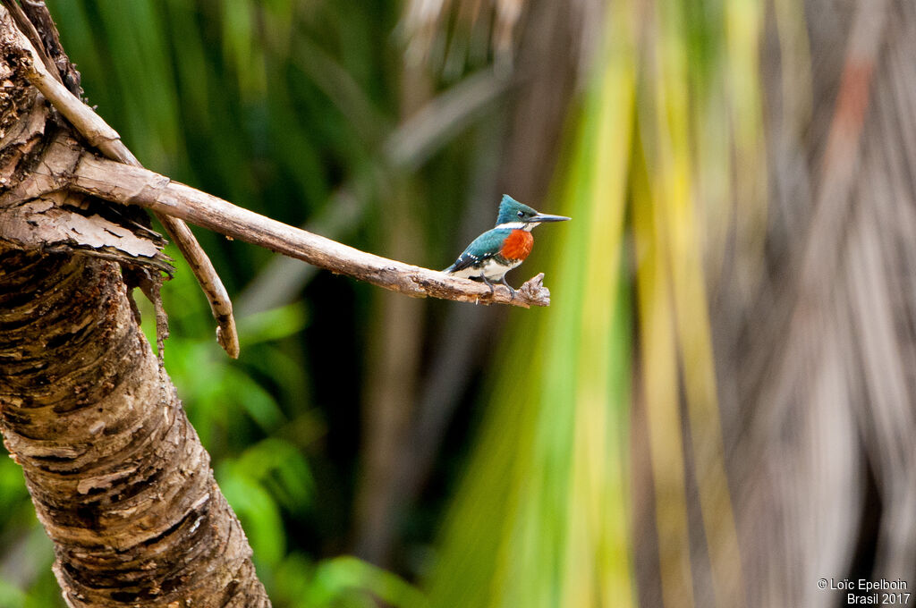 Green Kingfisher