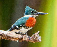 Green Kingfisher