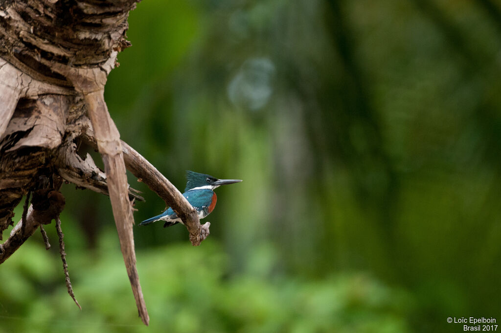 Green Kingfisher