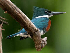 Green Kingfisher