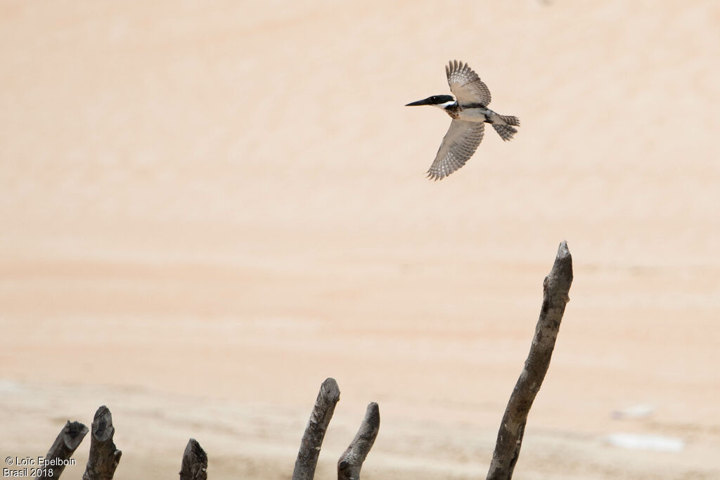 Green Kingfisher