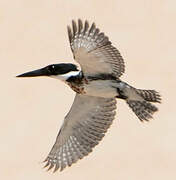 Green Kingfisher