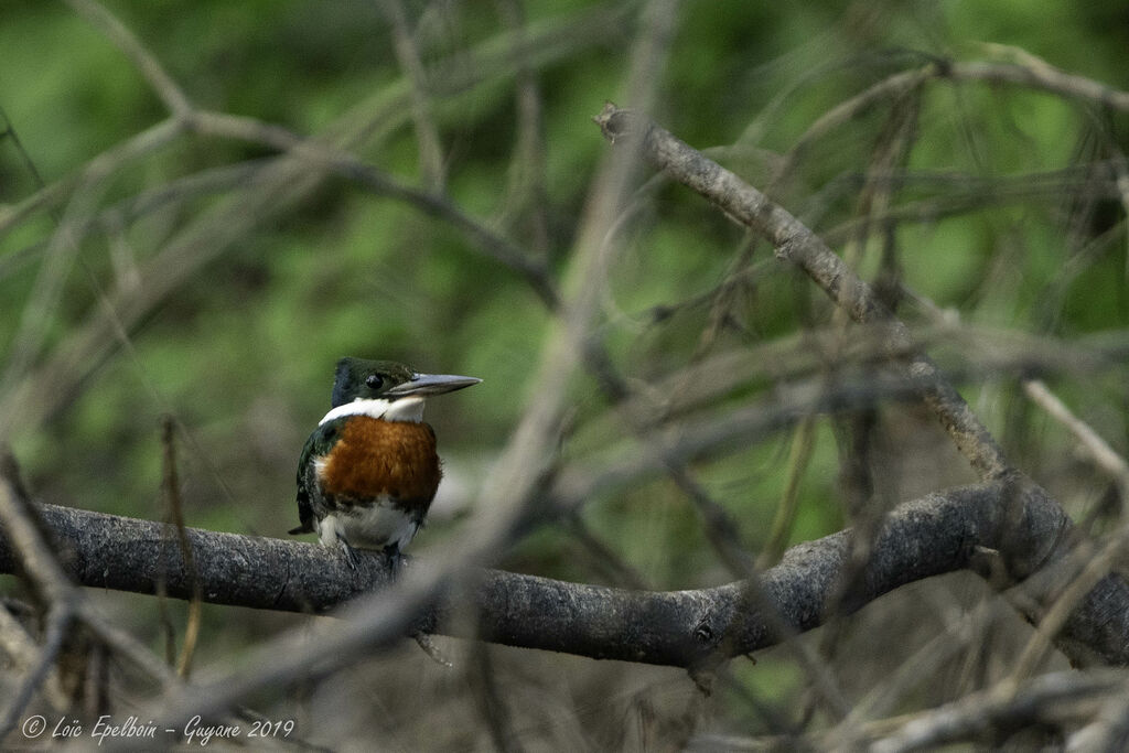 Green Kingfisher