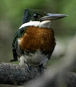 Green Kingfisher