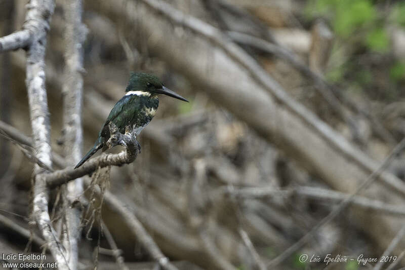Green Kingfisher female adult, habitat, pigmentation