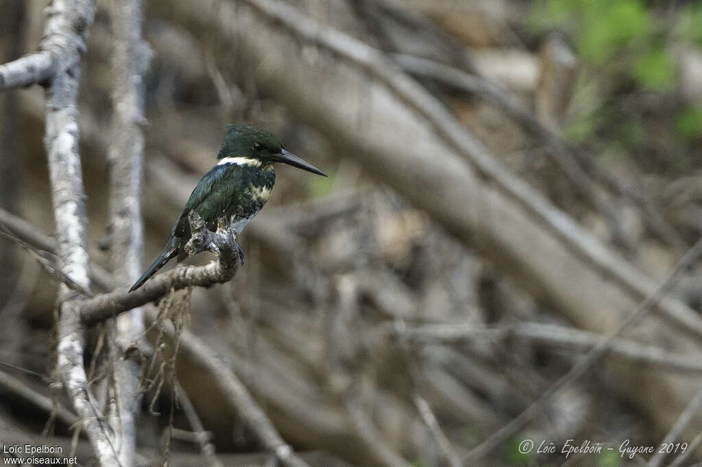 Martin-pêcheur vert femelle adulte, habitat, pigmentation