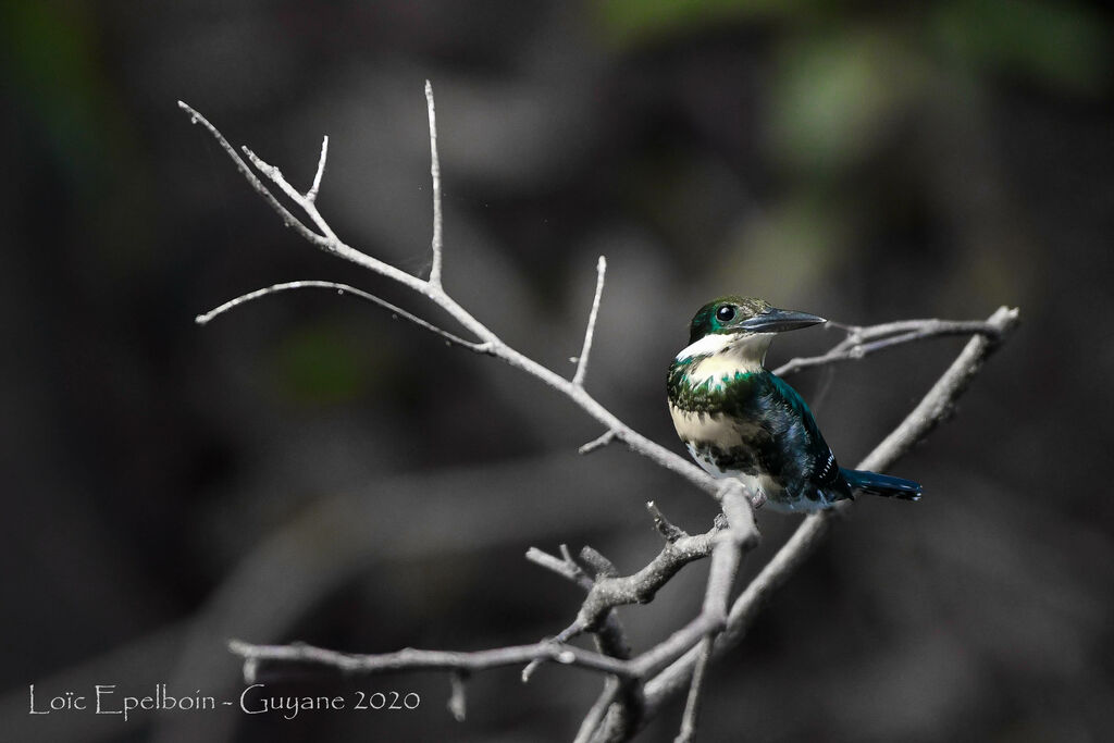 Green Kingfisher