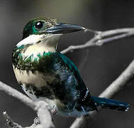 Green Kingfisher