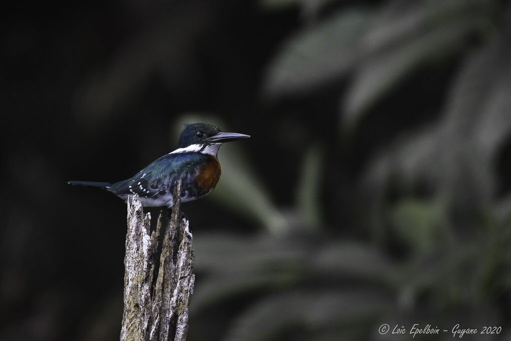 Green Kingfisher