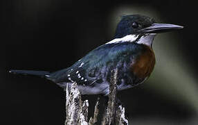 Green Kingfisher