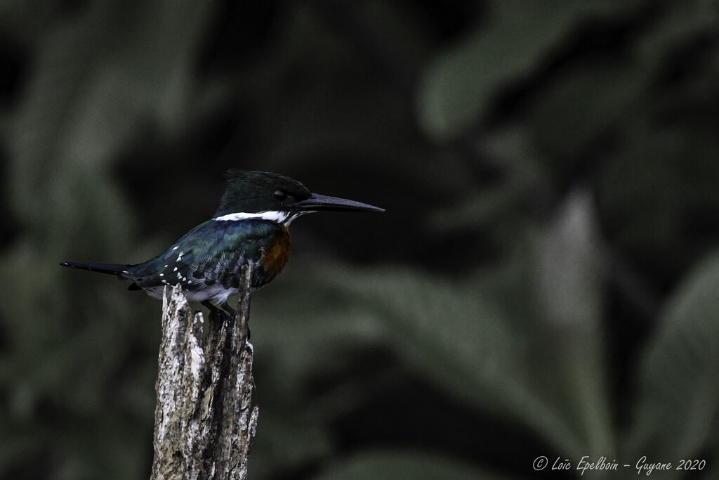 Green Kingfisher