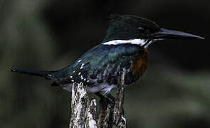 Green Kingfisher