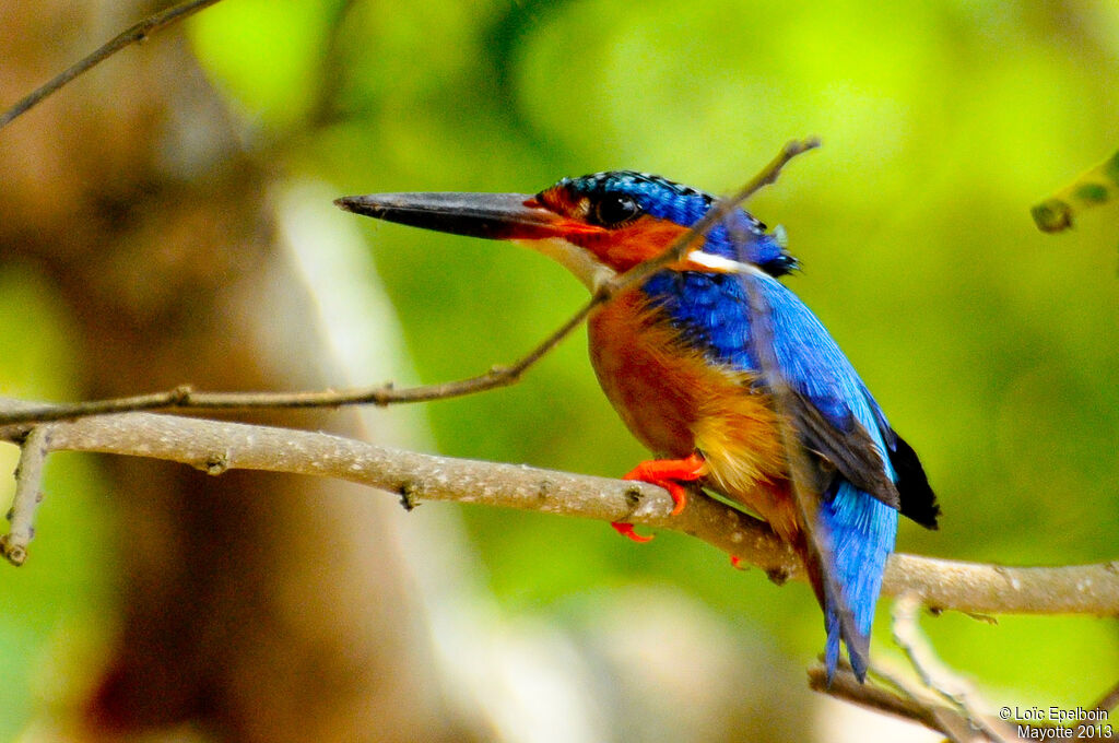 Malagasy Kingfisher