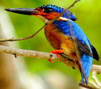 Malagasy Kingfisher