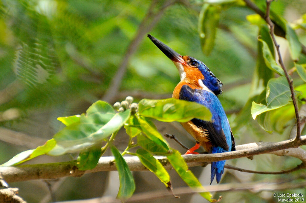 Malagasy Kingfisher