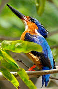 Malagasy Kingfisher