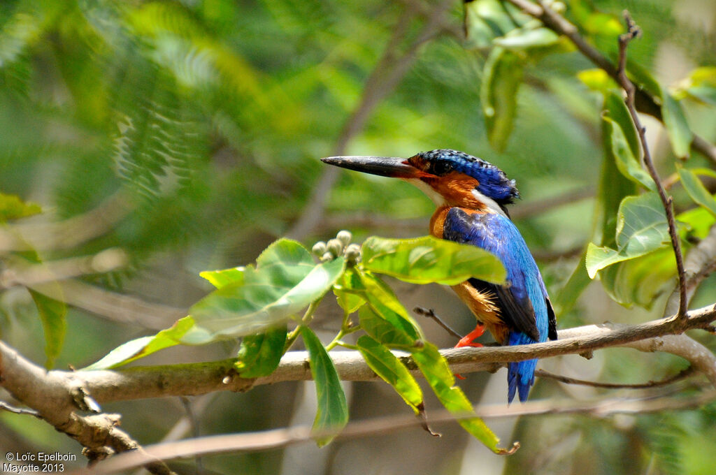 Malagasy Kingfisher