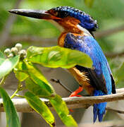 Malagasy Kingfisher