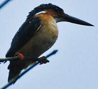 Malagasy Kingfisher