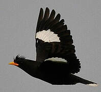 Javan Myna