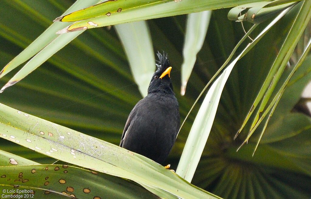 Javan Myna