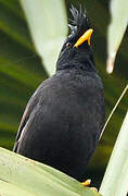 Javan Myna