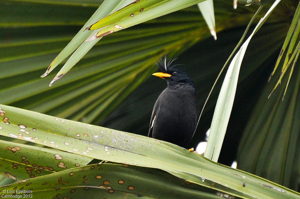 Javan Myna