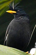 Javan Myna