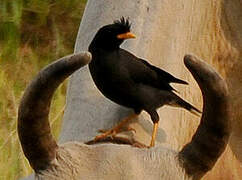 Javan Myna