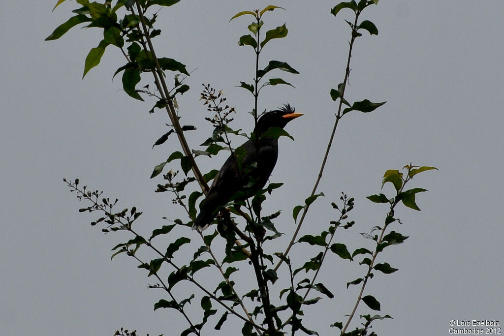 Javan Myna